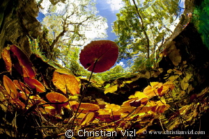 Water plants and trees at Grand Cenote, Quintana Roo, Méx... by Christian Vizl 